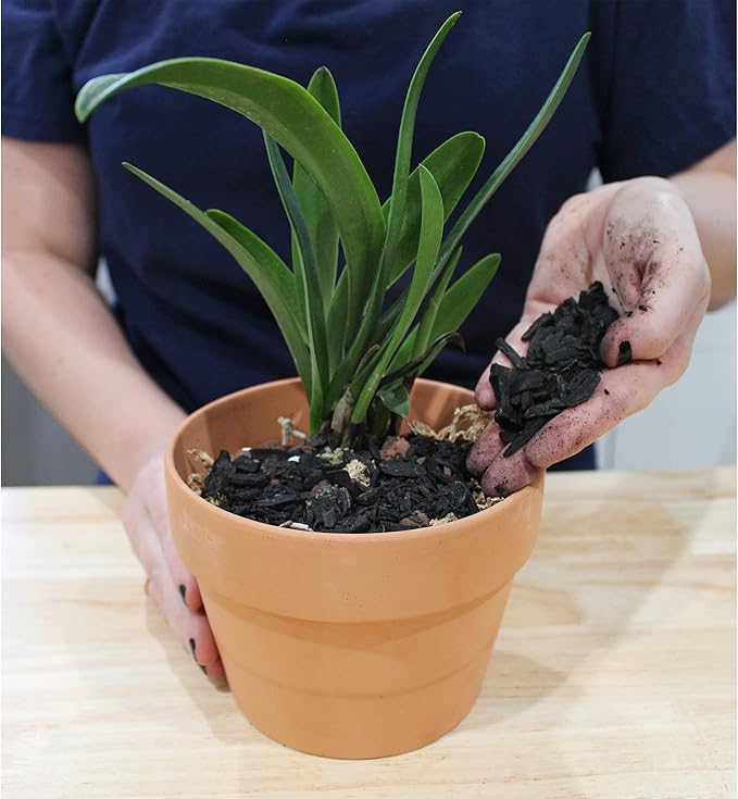 Horticultural Charcoal for Indoor Plants (1 Quart), Hardwood Soil Additive for Orchids, Terrariums, and Gardening