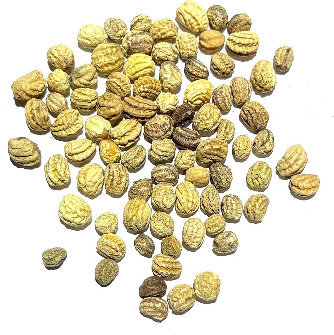 Seed Needs Double Gleam Nasturtium Seeds - 70 Heirloom Seeds for Planting Tropaeolum majus - Edible Flowers to Add to Salads, Grow in a Butterfly Garden to Attract Poillinators (1 Pack)