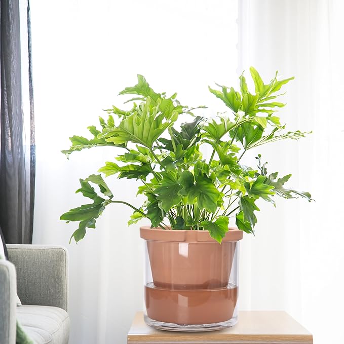 D'vine Dev 10 Inch Design Self Watering Pot for Indoor Plants, Terracotta Planter with Cylinder Glass Cup, Set of 1, 37-X-D-1