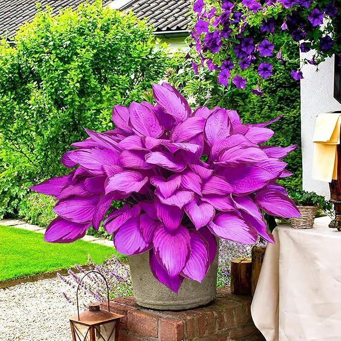 Purple Hosta Seeds - 200pcs Attract Pollinators Perennial Hosta Plants Ease of Planting Ideal for Shaded Gardens