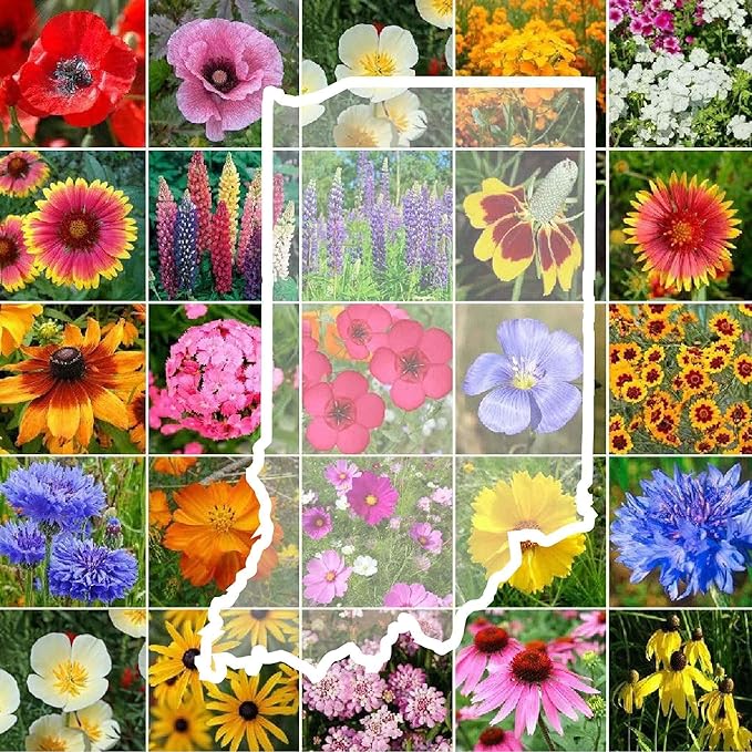 Eden Brothers Indiana Wildflower Mixed Seeds for Planting, 1 oz, 30,000+ Seeds with Sweet William, Cornflower | Attracts Pollinators, Plant in Spring or Fall, Zones