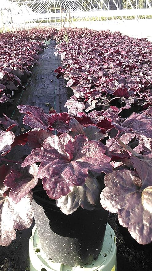 Heuchera 'Black Sea' (Coral Bells) Perennial, dark purple foliage, 1 - Size Container