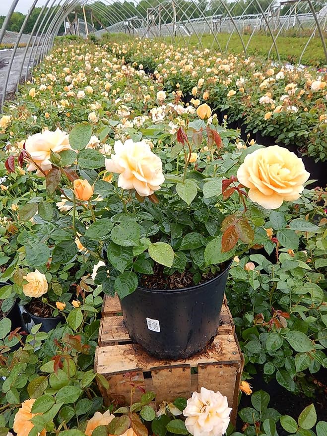 Rosa Julia Child (Floribunda Rose) Rose, yellow flowers, #3 - Size Container