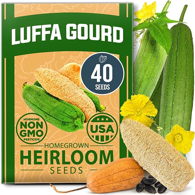 HOME GROWN Luffa Seeds - (Bulk Pack) 40 Non-GMO, Heirloom Loofah Seeds for Planting, USA Sourced, Great for Sponges or Edible Vegetable (Luffa aegyptiaca)