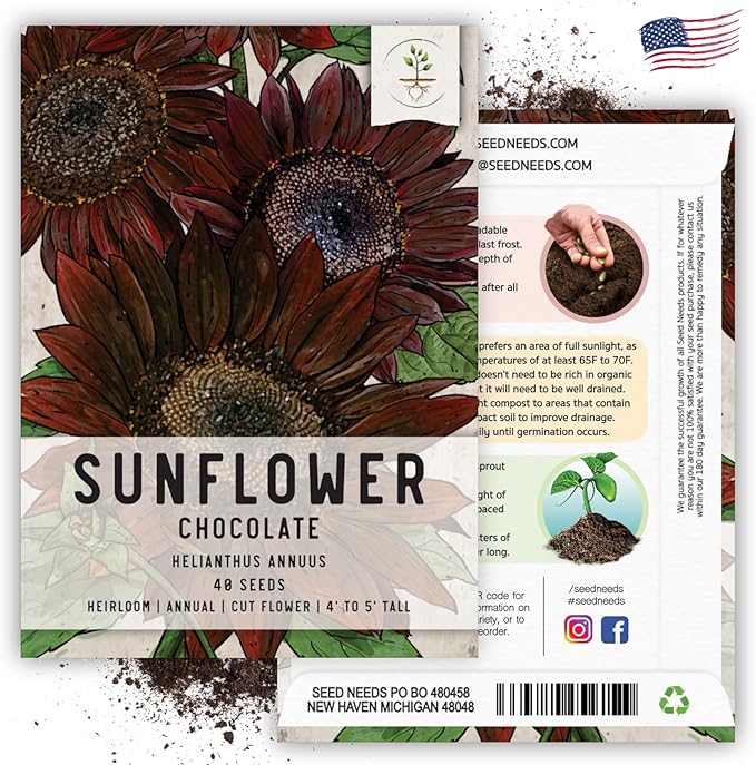Seed Needs, Chocolate Sunflower Seeds - 40 Heirloom Seeds for Planting Helianthus annuus - Annual Flowers to Plant Outdoors, Attracts Bumblebees and Butterflies, Great as a Cut Flower (5 Packs)