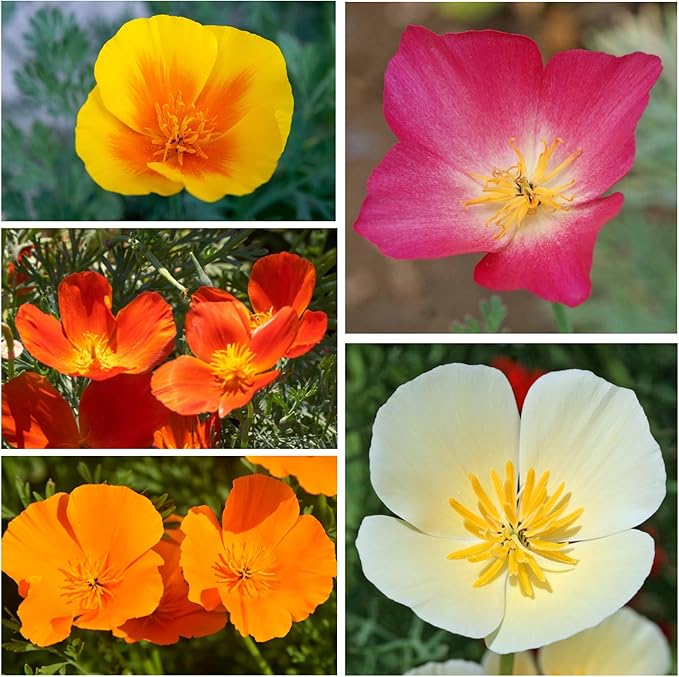 Seed Needs Mixed California Poppy Seeds for Planting - Heirloom & Open Pollinated Tender Perennial - Colorful Mixture of Flowers to Plant a Butterfly Garden (5 Packs)