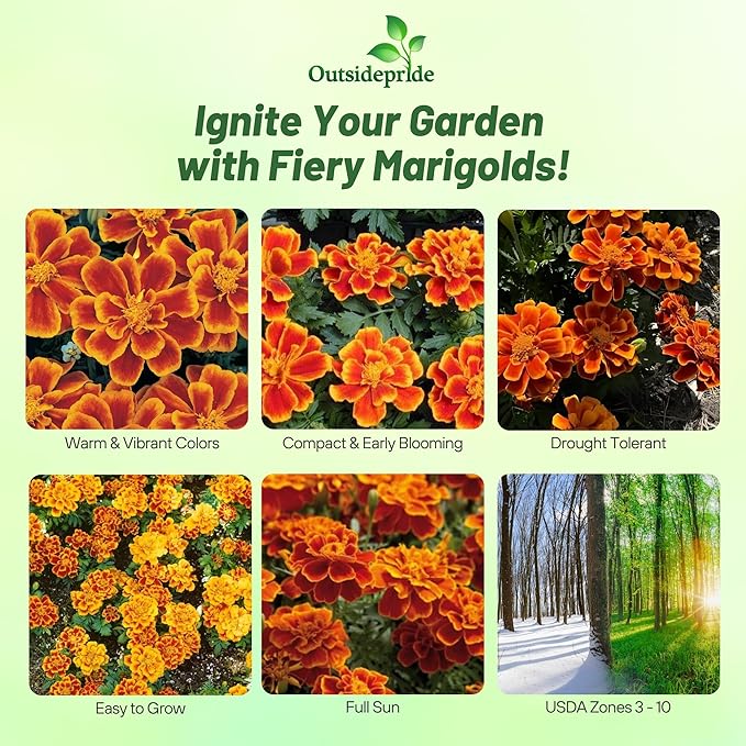 Outsidepride Durango Flame French Marigold Seeds - 500 Pcs Annual, Compact, Heat & Drought Tolerant Flower Seeds for Planting w/Anemone Type Bi-Colored Blooms, Ideal for Vibrant Pollinator Gardens