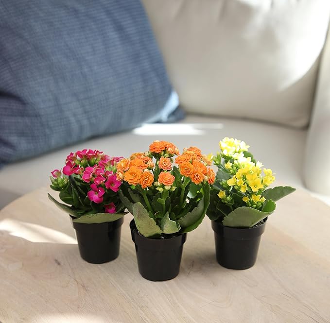 Kalanchoe Flower Plants 3PK, Desk Plant Decor, Live Succulent Gifts for Plant Lovers Gift Ideas, Kalanchoe Plants Live Houseplants Live Indoor, Live Succulents Plants Live Flowers by Plants for Pets