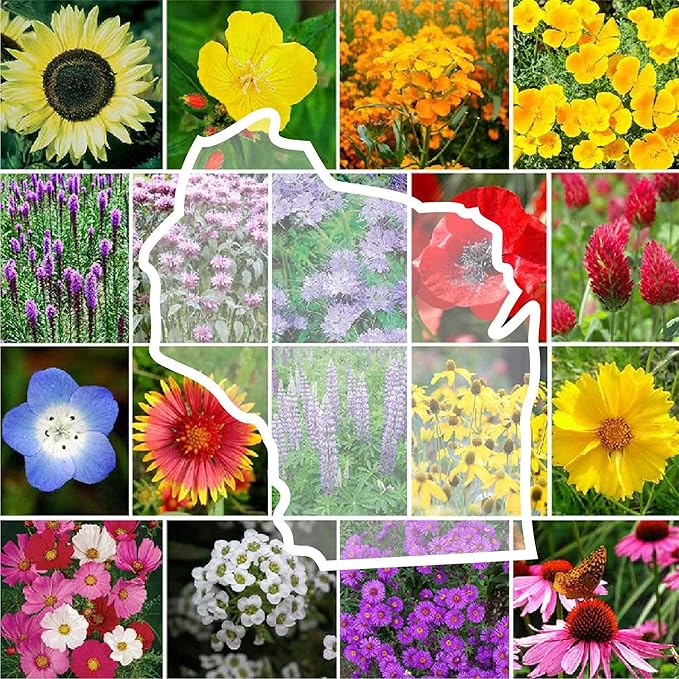Eden Brothers Wisconsin Wildflower Mixed Seeds for Planting, 1/4 lb, 120,000+ Seeds with Sunflower, Aster | Attracts Pollinators, Plant in Spring or Fall, Zones