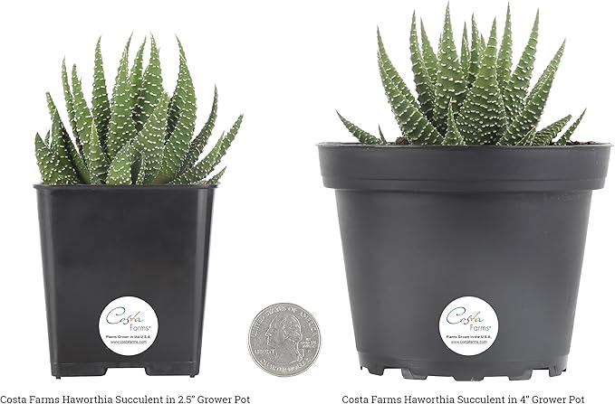 Costa Farms, Succulents, Fully Rooted, Live Indoor Plant, 2.5-Inch Haworthia, in Grower's Pot, 4-Pack