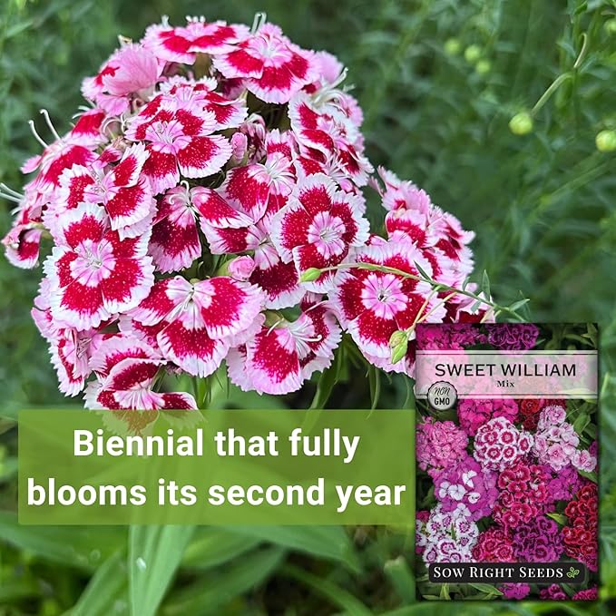 Sow Right Seeds - Sweet William Mix Flower Seeds for Planting - Beautiful and Edible Biennal Variety - Non-GMO Heirloom Packet to Plant Home Flower Garden - Fragrant Blooms to Attract Pollinators