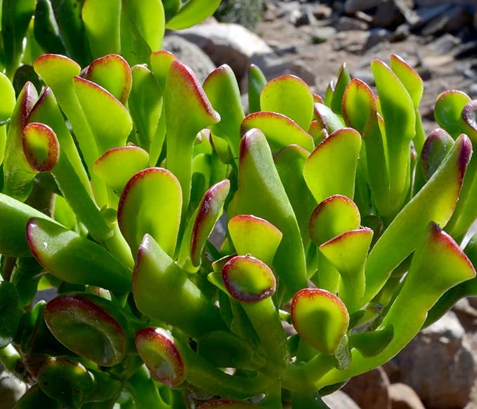 Altman Plants, Bulk Succulents Plants Live Houseplants (20PK), Live Succulents Live Plants Live House Plants Indoors Live, Live Cactus Plants Live Succulent Plants Live Indoor Plants Live Houseplants