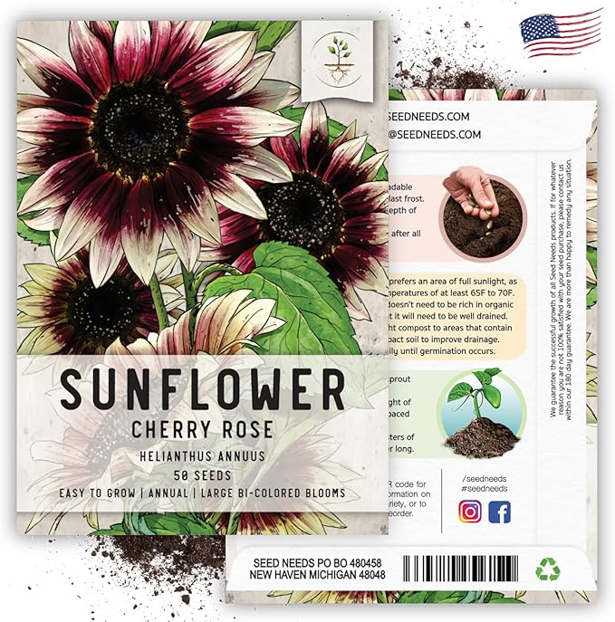 Seed Needs, Cherry Rose Sunflower Seeds - 50 Hybrid Seeds for Planting Helianthus annuus - Bi-Color Blooms for an Outdoor Butterfly Garden, Great Cut Flowers (2 Packs)
