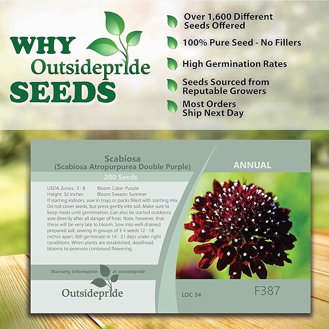 Outsidepride 400 Seeds Perennial Purple Scabiosa Pincushion Flower Seeds for Planting