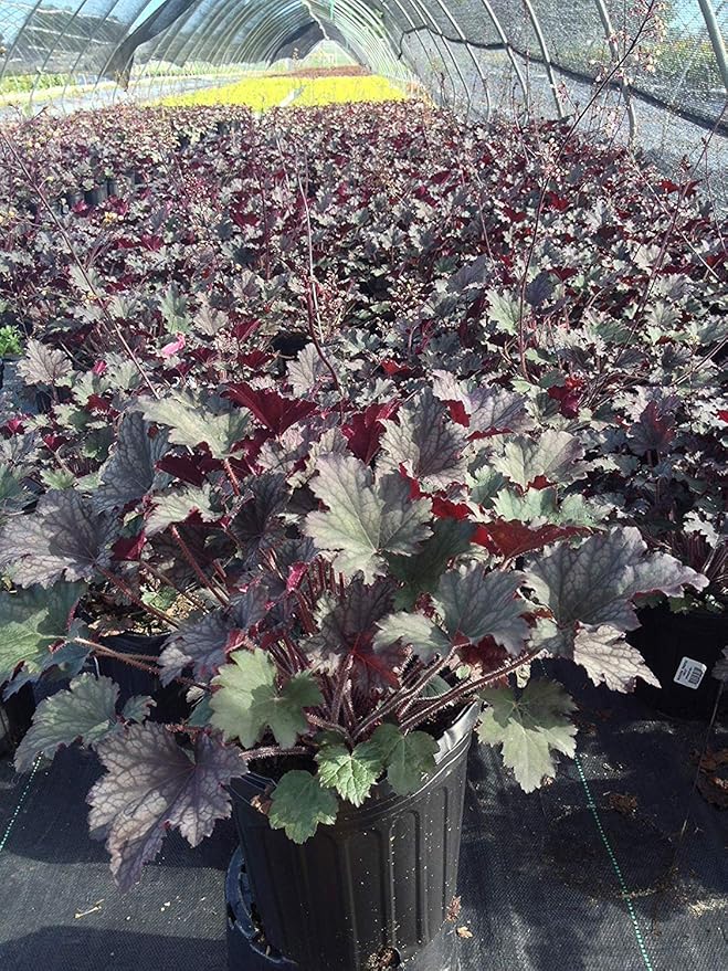 Heuchera 'Frosted Violet' (Coral Bells) Perennial, silver foliage with purple veins, 1 - Size Container