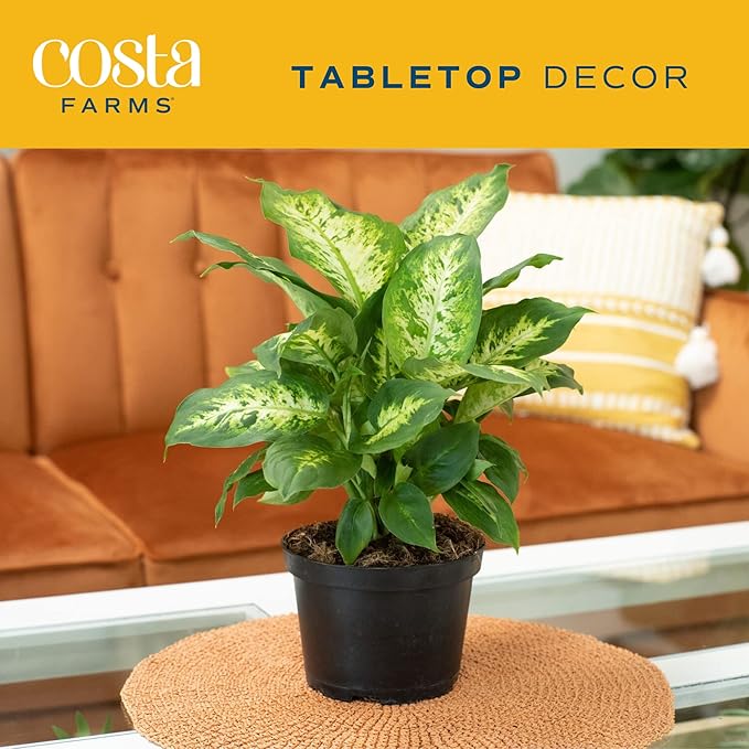 Costa Farms Dieffenbachia Live Indoor Plant, Easy to Grow Houseplant, Potted in Indoors Garden Nursery Plant Pot, Potting Soil Mix, Grower's Choice, Home and Office Plants Decor, 1 Foot Tall