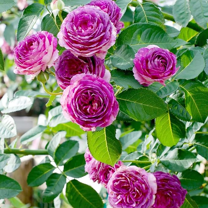 Purple Climbing Rose Seeds Fragrant Blooms for Cutting and Using in Floral Arrangements Attract Pollinators Creat Vertical Accents in Gardens, On Trellises, Arbors, Fences 5Pcs by YEGAOL Garden