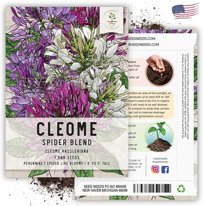 Seed Needs, Cleome Seeds - 1,500 Heirloom Seeds for Planting Cleome hassleriana - Spider Blend Attracts Butterflies, Bumblebees & Other Pollinators (2 Packs)