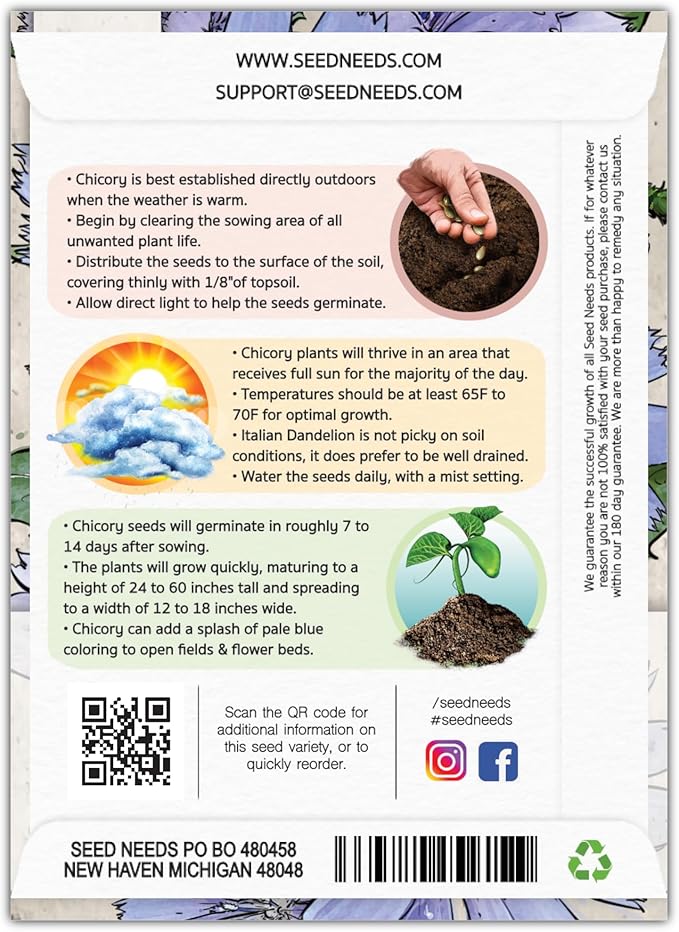 Seed Needs, Chicory Seeds - 500 Heirloom Seeds for Planting Cichorium intybus - Non-GMO & Untreated, Italian Dandelion (1 Pack)