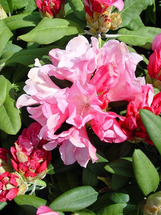 Rhododendron yak. 'Prince' (Rhododendron) Evergreen, pink flowers with dark pink edge, #2 - Size Container