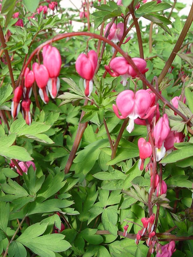 Dicentra spectabilis (Old Fashioned Bleeding Heart) Perennial, pink flowers, 1 - Size Container