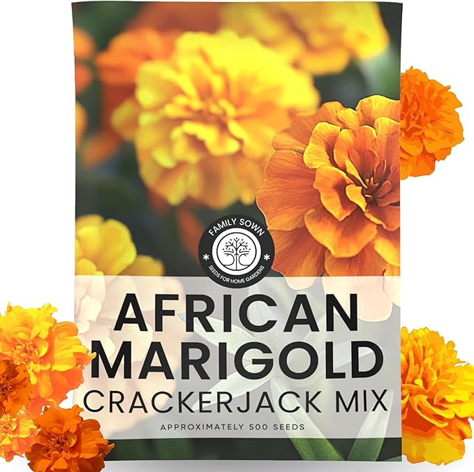 African Marigold Crackerjack - Large 2,500mg Envelope - 500 Flower Seeds for Planting - Tagetes erecta