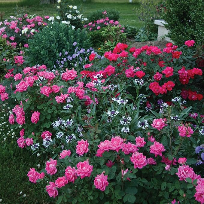 1 Gallon The Pink Double Knock Out® Rose Shrub