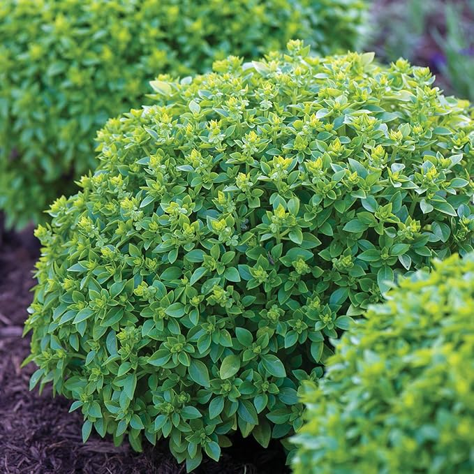Burpee 67105A Boxwood Basil Seeds