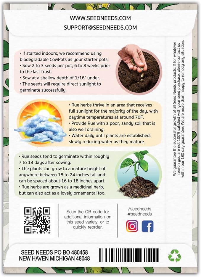 Seed Needs Rue Seeds for Planting - Non-GMO, Heirloom & Untreated Perennial Herbs - Organically Grow a Home Grown Medicinal Herb Garden Indoors or Outdoors (5 Packs)