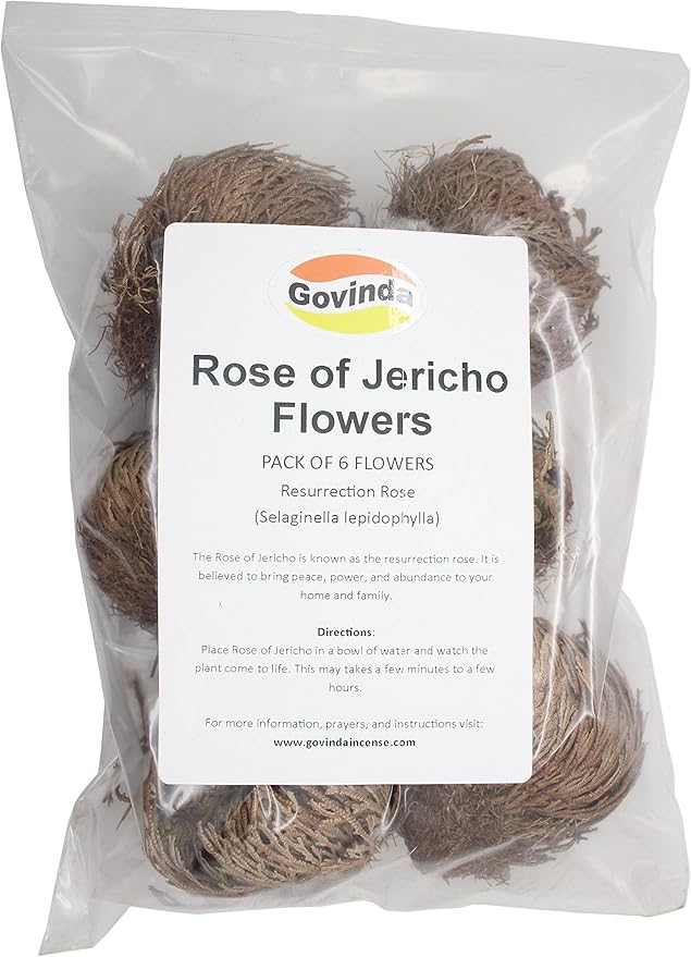 Govinda - Rose of Jericho Flower - Pack of 6
