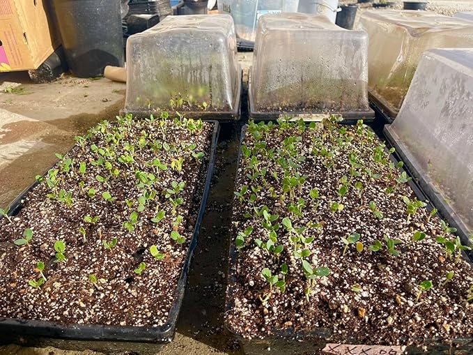 Drought-Tolerant Honey Mesquite (Prosopis) Tree Seeds (50+ Seeds) | Hardy, Fast-Growing | Perfect for Low-Water Gardens & Sustainable Landscaping