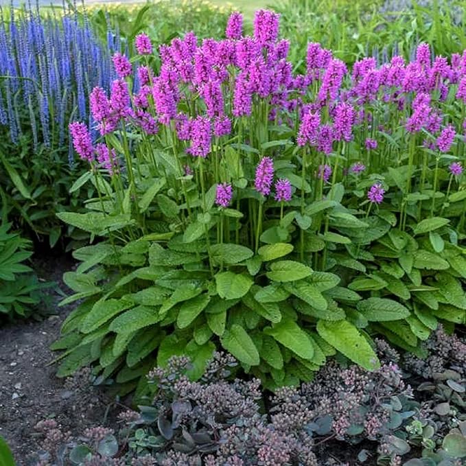 CHUXAY GARDEN 40 Seeds Betonica Officinalis,Common Hedgenettle,Betony,Purple Betony,Wood Betony,Bishopwort,Bishop's Wort Drought Tolerant Flowering Mint Plant Low-Maintenance