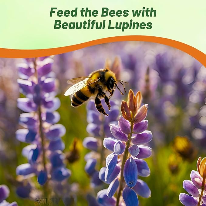 Outsidepride 1/4 lb. Perennial Blue Lupine Flower Seeds for Planting