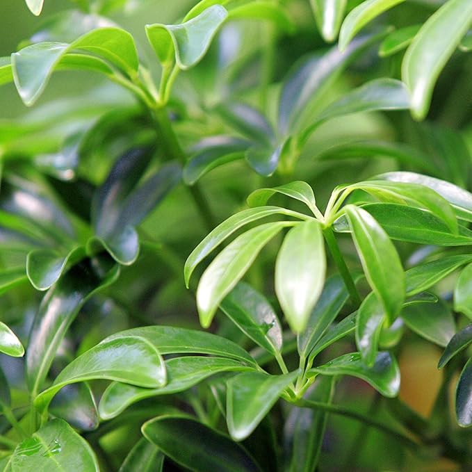 Brussel's Bonsai Live Hawaiian Umbrella Indoor Bonsai Tree - 3 Years Old; 7" to 10" Tall with Decorative Container