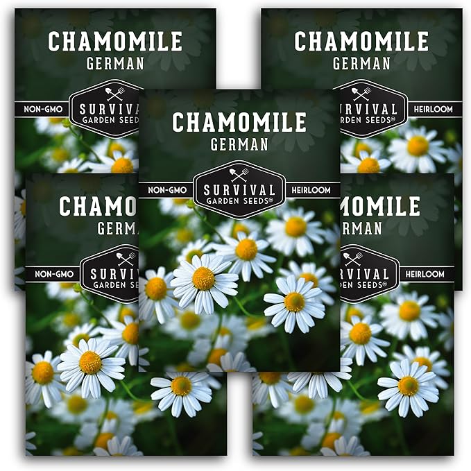 German Chamomile Seeds for Planting - 5 Packets with Instructions to Plant and Grow Matricaria chamomilla in Your Home Herb Garden - Non-GMO Heirloom Variety - Survival Garden Seeds