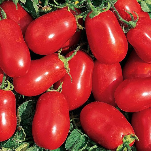 Burpee 'Roma VF' Heirloom | Red Paste Tomato | 250 Seeds