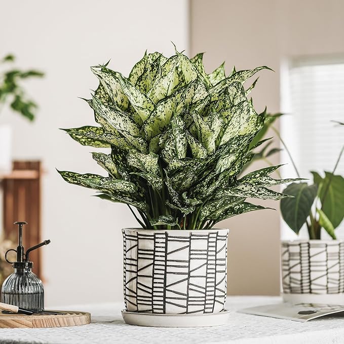 8 Inch Plant Pot: Ceramic Planter with Drainage Hole & Saucer for Indoor Outdoor Plants - Flowerpot with Bonded Tray for Home Office - Striped Debossed