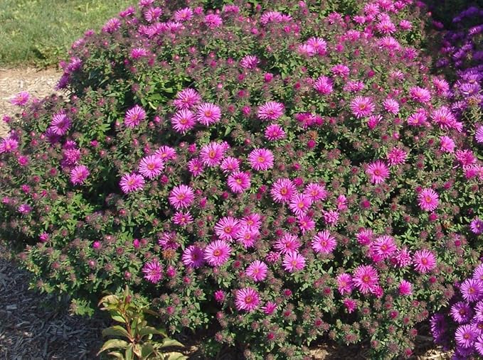 American Beauties Native Plants - Aster novae-angliae 'Vibrant Dome' (New England Aster) Perennial, hot pink, #2 - Size Container