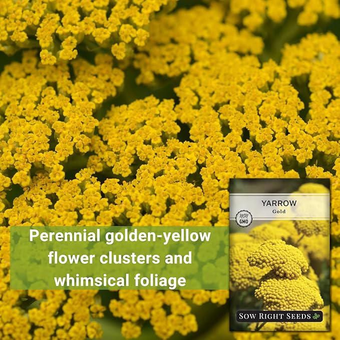 Sow Right Seeds - Achillea Yarrow Gold Flower Seeds for Planting - Flowers to Plant in Your Garden - Non-GMO Heirloom Packet with Instructions - Favorite Perennial to Attract Pollinators (1)