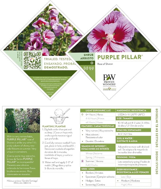 2 Gallon Proven Winners Hibiscus Purple Pillar Shrub