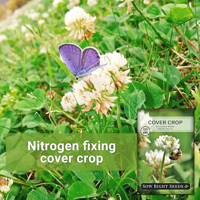 Sow Right Seeds - White Dutch Clover Seed for Planting - Cover Crops to Plant in Your Home Garden - Nitrogen Fixer - Suppress Weeds - Attracts Pollinators - Non-GMO Heirloom Seeds - Gardening Gift (1)