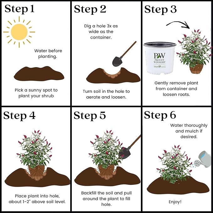 Miss Molly Buddleia 2 Gal, Pink and Red Blooms