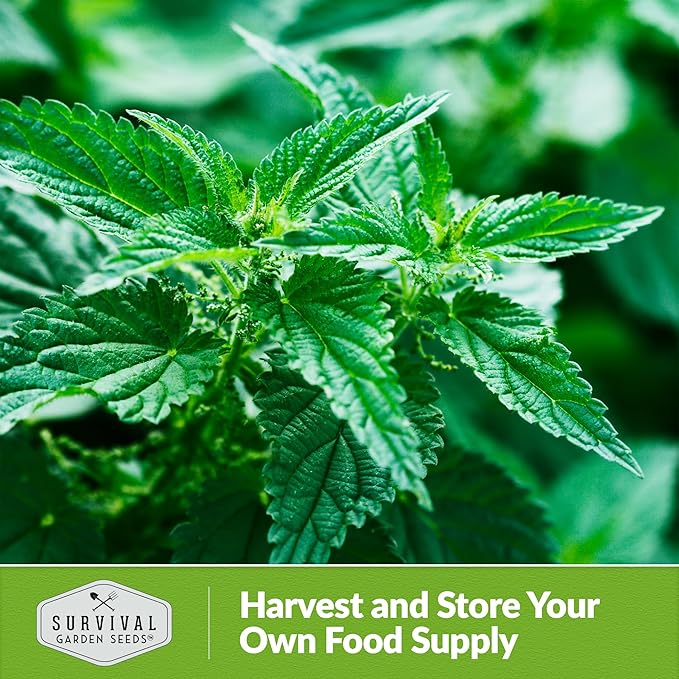 Stinging Nettle Seed for Planting - 3 Packets with Instructions to Plant and Grow Medicinal Herb Common Stinging Nettle in Your Home Herb Garden - Non-GMO Heirloom Variety - Survival Garden Seeds