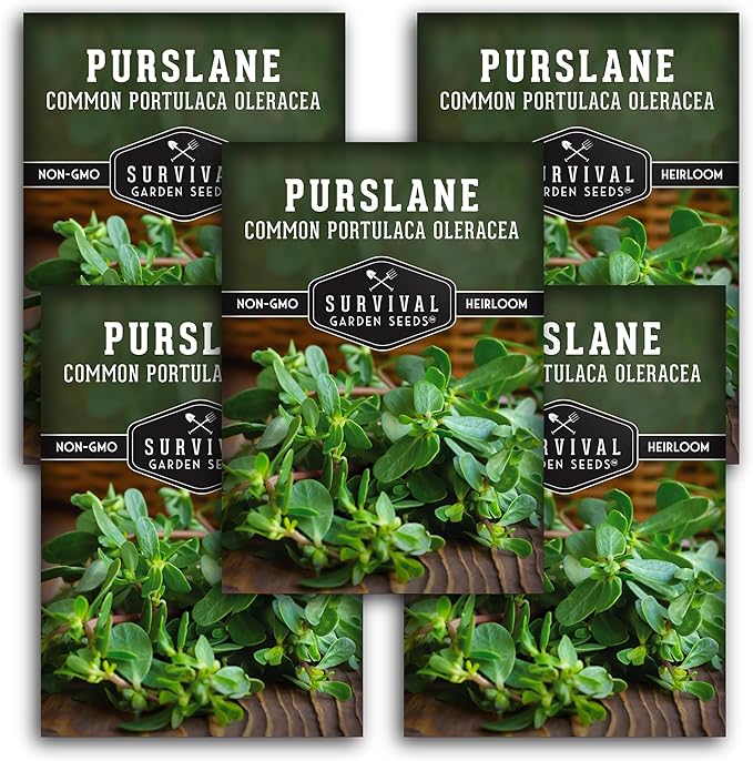 Common Purslane Seed for Planting - 5 Packets with Instructions to Plant and Grow Green Portulaca Oleracea in Your Home Vegetable Garden - Non-GMO Heirloom Variety - Survival Garden Seeds