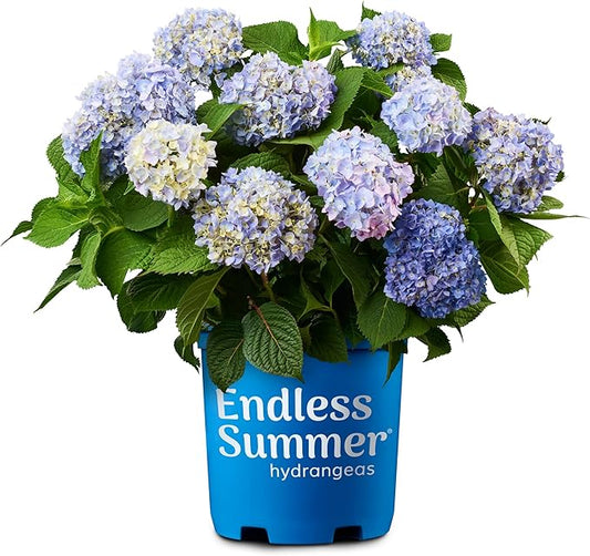 Endless Summer Original Hydrangea, 1 Gal, Blue