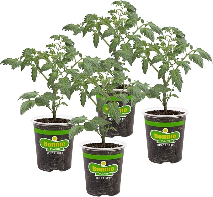Bonnie Plants Roma Classic Paste Tomato - 4 Pack Live Plants, Great For Sauces, 3 Inch Long Fruit, Determinate, Non-GMO, Brown/A