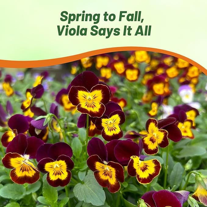 Outsidepride 1000 Seeds Perennial Viola Bambini Flower Seed Mix for Planting