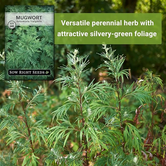 Sow Right Seeds - Mugwort Seeds for Planting - Non-GMO Heirloom Packet with Instructions to Plant an Outdoor or Indoor Herb Garden - Rare Perennial, Wild Wormwood - Medicinal & Culinary Cronewort (2)