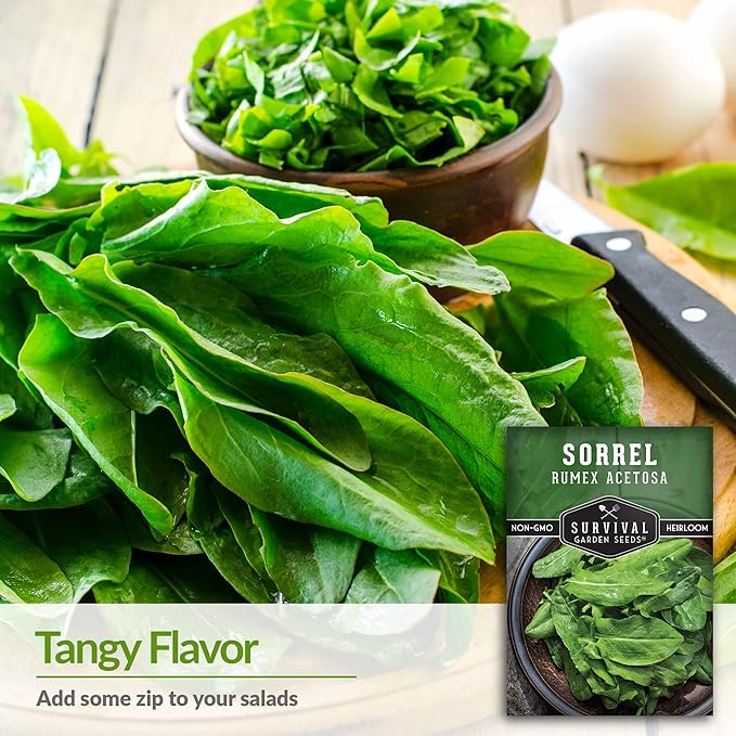 2 Packs Sorrel Seed for Planting - Packet with Instructions to Plant and Grow Rumex Acetosa Tangy Herb and Salad Greens in Your Home Vegetable Garden - Non-GMO Heirloom Variety - Survival Garden Seeds