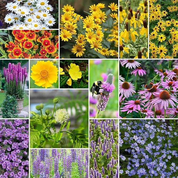 Eden Brothers Midwest All Perennial Wildflower Mixed Seeds for Planting, 5 lb, 2,400,000+ Seeds with Hyssop, Shasta Daisy | Attracts Pollinators, Plant in Spring or Fall, Zones 3, 4, 5, 6, 7, 8, 9, 10